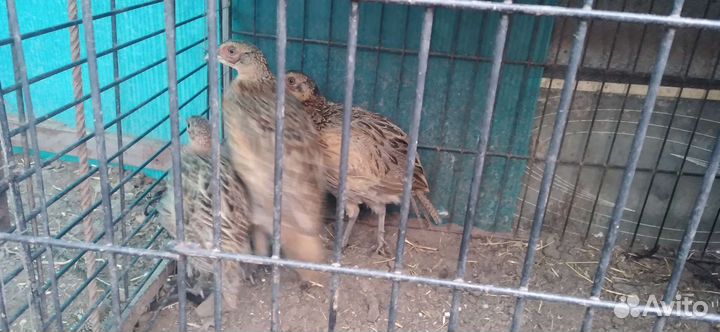 Фазанята охотничьи