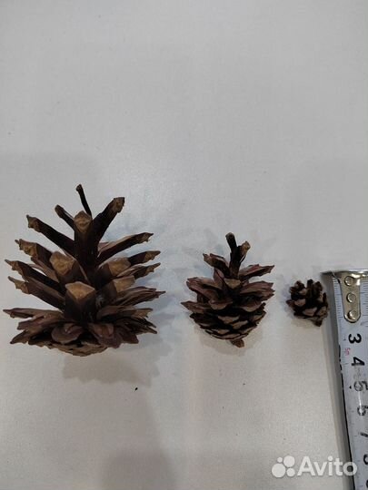 Шишки сосновые