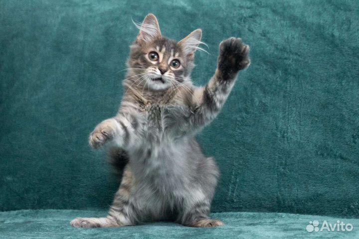 Малышка Хлоя