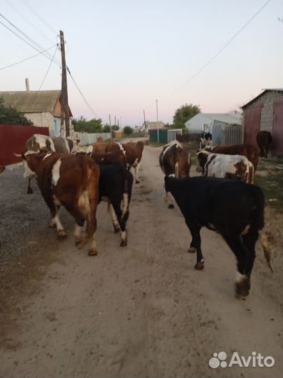 Коровы и телки