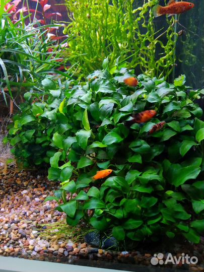 Аквариумные растения