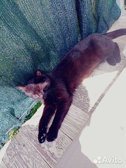 Отдам в добрые руки метиса мейн куна