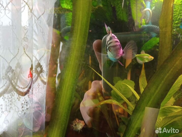 Рыбка сапфировый попугай