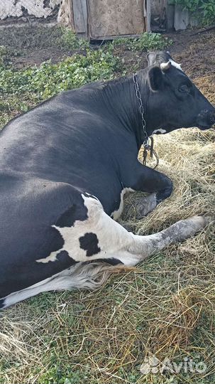 Бык и телка