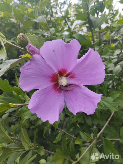 Акация Ленкоранская, Глициния, Текома, Гибискус