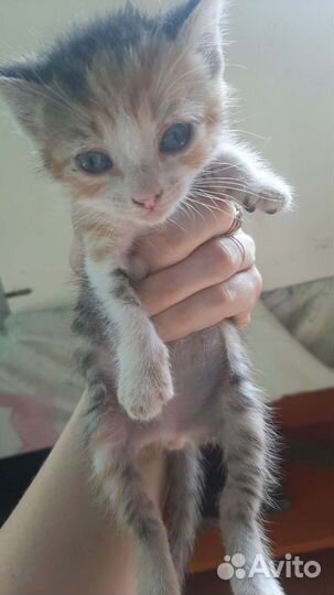 Котята в добрые руки бесплатно