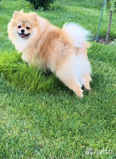 Супер помераночка РКФ в Москве