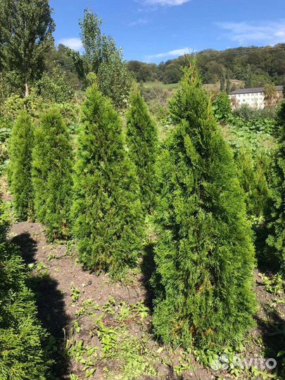 Туи Смарагд