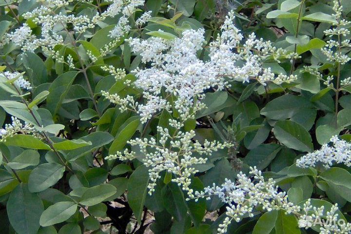 Бирючина Ли