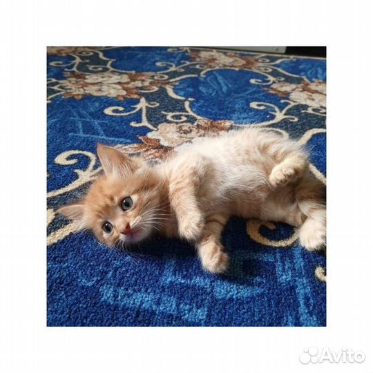 Рыжий котёнок чудом выживший 1 мес