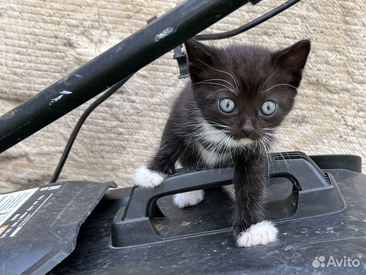 Ручные, добрые котята в хорошие руки