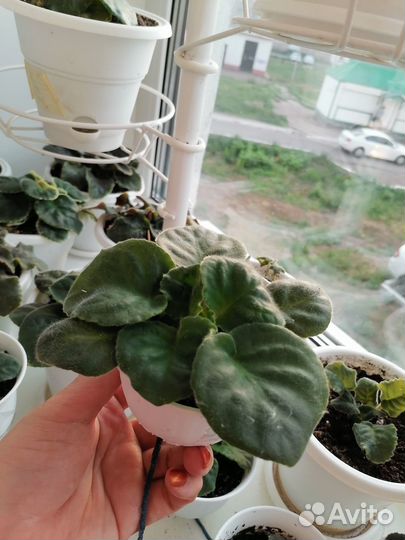 Фиалка (цветы)