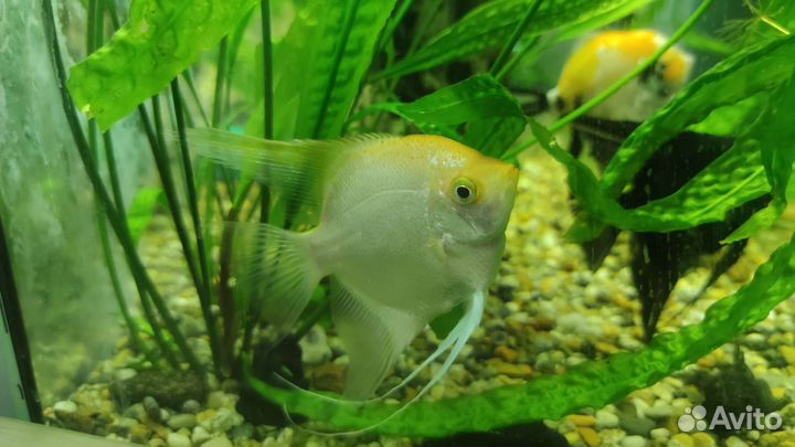 Скалярия (золотая)