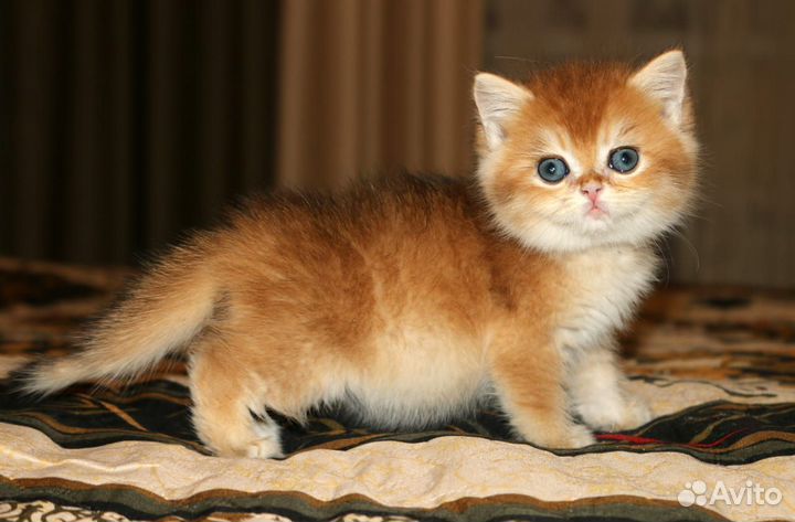 Котятки золотые британские шиншиллки