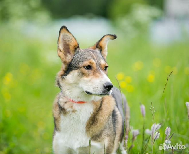 Собака/девочка. Джуля
