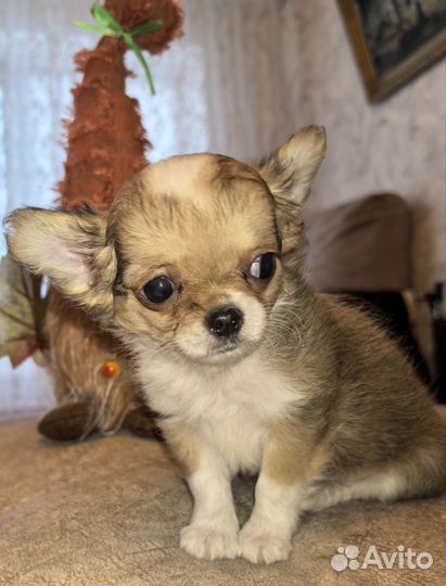 Щенки чихуахуа мини