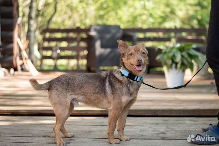 Маленькая собака в добрые руки