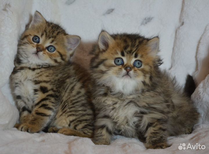 Британцы золотые