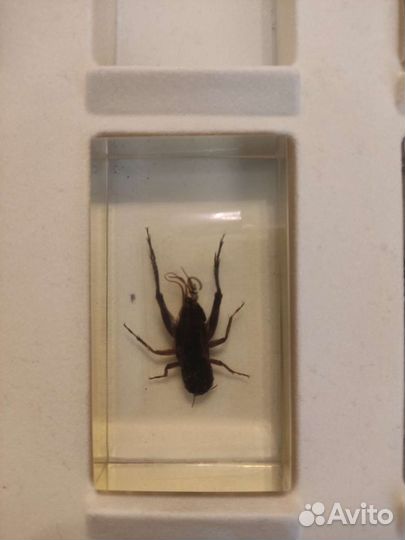 Насекомые в стекле