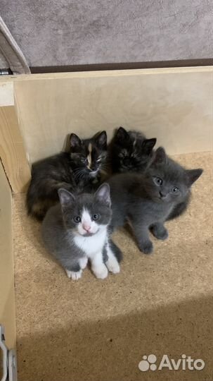 Котята в добрые руки