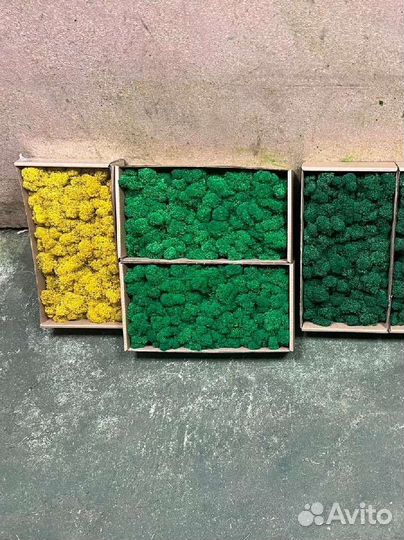 Стабилизированный мох 16 оттенков