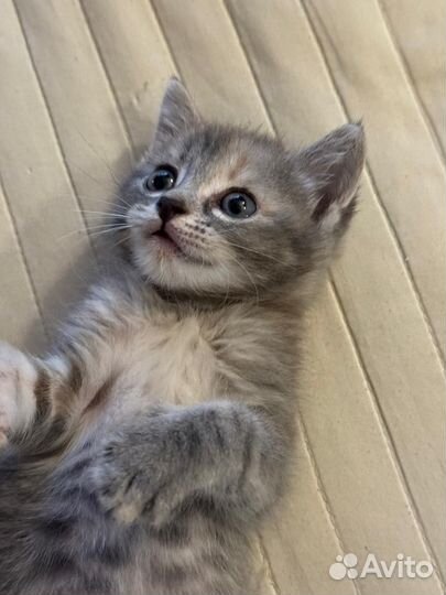 Шотландская(фенотип)