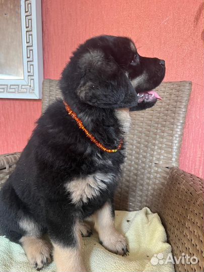 Девчонки Хотошо, Адыгея