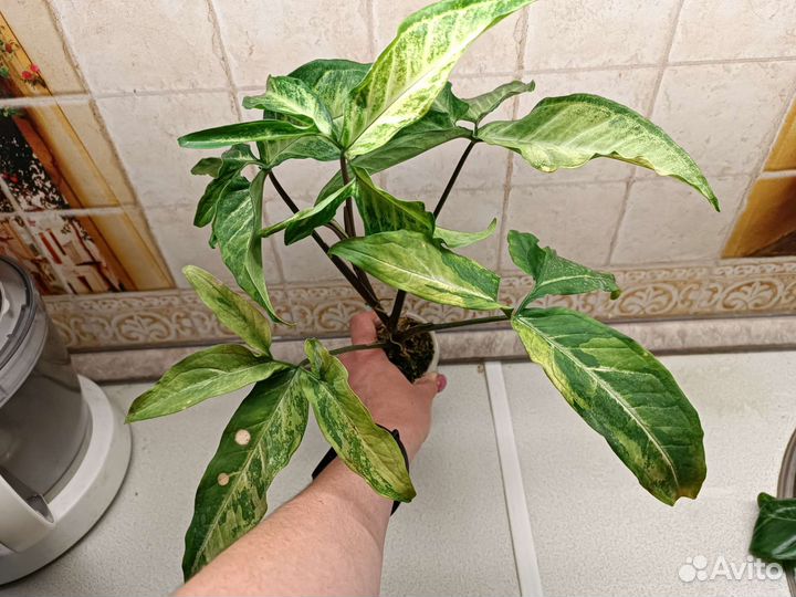 Сингониум ангустатум жёлтая вариегатность