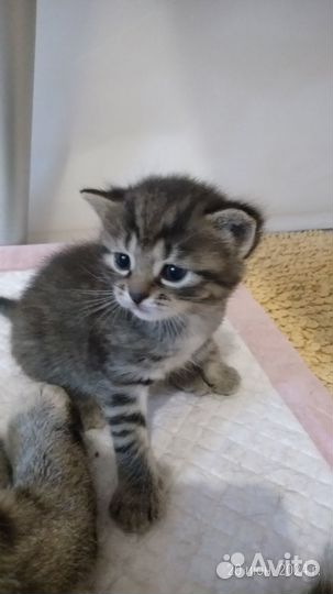 Котята ищут дом