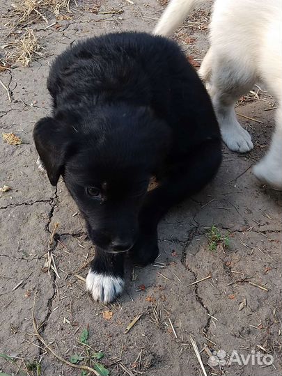 Щенки лабрадора, метисы