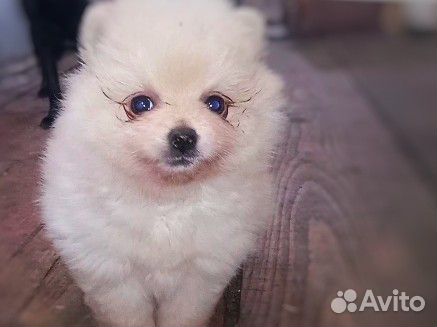 Шпиц девочка