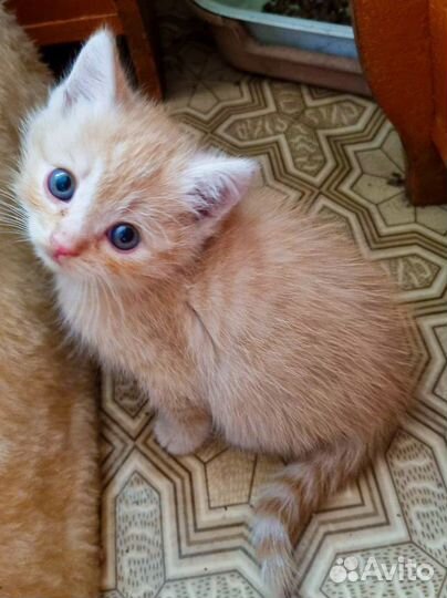 Котята