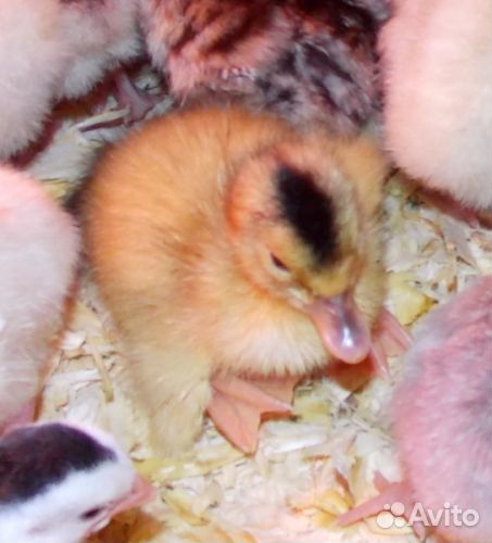 Домашнее инкубационное яйцо