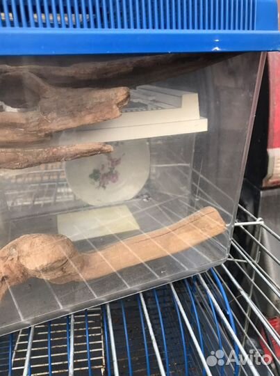 Клетки для грызунов и куча сопутствующего