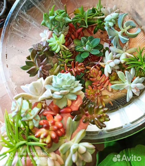 Суккуленты разные