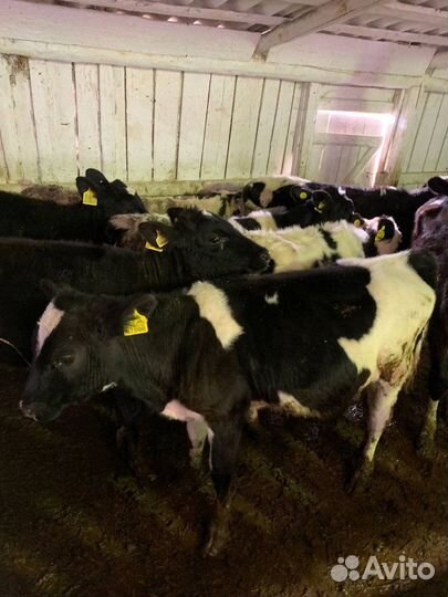 Бычки телята