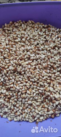 Кедровый орех 2024