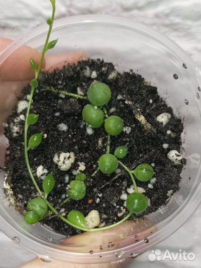 Крестовник роули