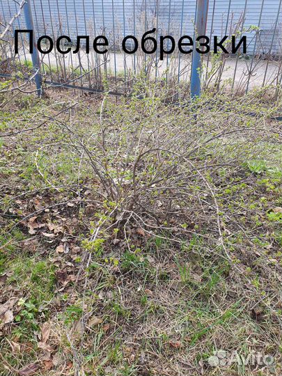 Стрижка хвойных и плодовых/ проект озеленения