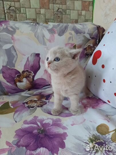 Плюшевые котятки