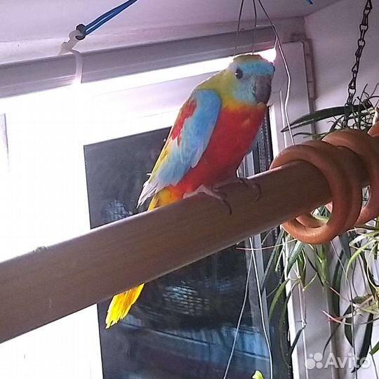 Лазурный попугай