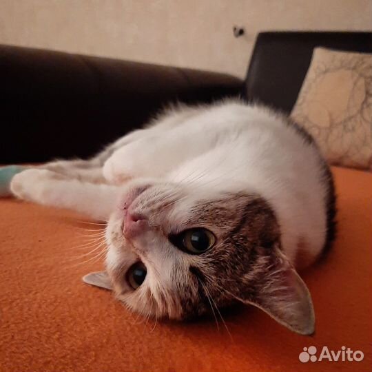 Трехцветная кошка Лиза 1,5 г. в добрые руки