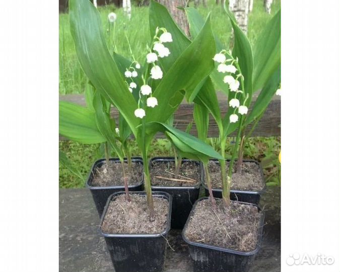 Ландыш майский Bordeaux