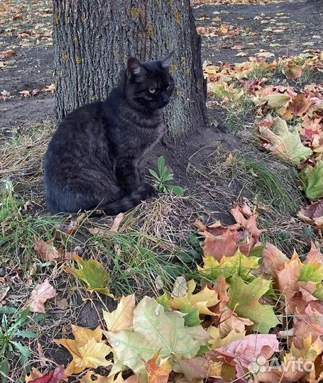Кошка в дар бесплатно