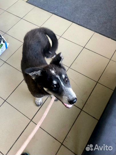 Щенок мальчик Барон 4 мес