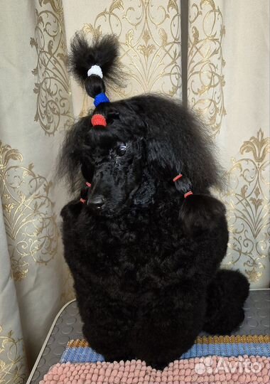 Пудель миниатюрный