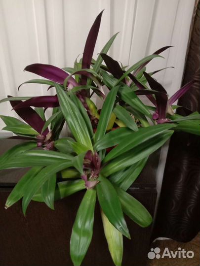 Рэо, гиппиаструм