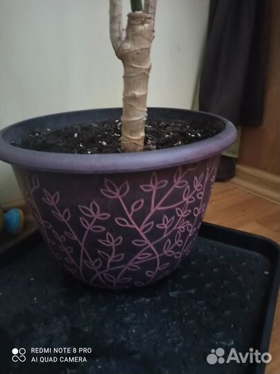 Пальма Драцена