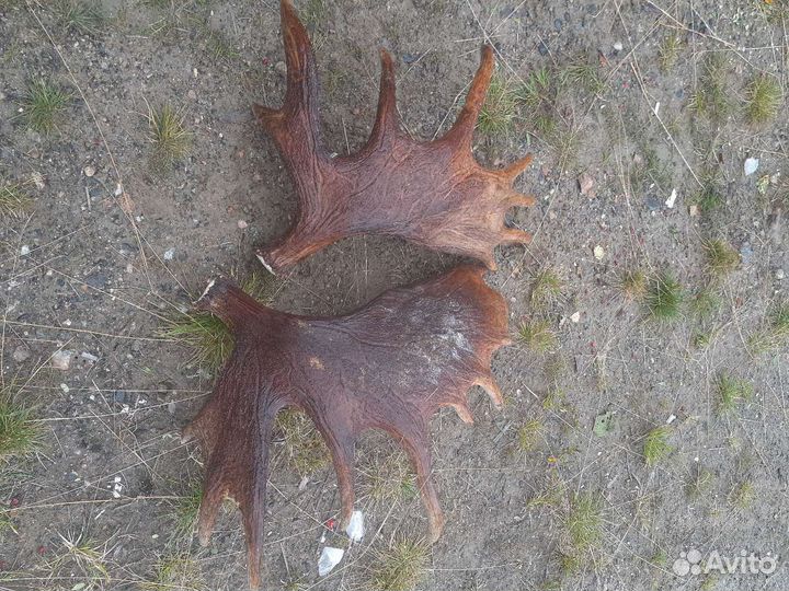 Продам рога лося