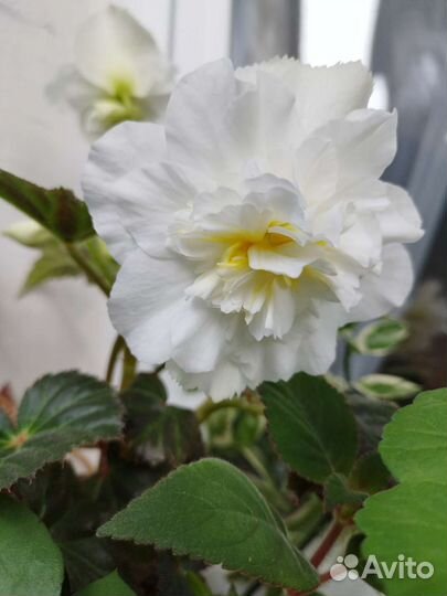 Бегония, фуксия